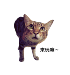 cute cat MouChu（個別スタンプ：5）