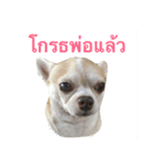 Pingpong dog（個別スタンプ：1）
