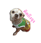 Pingpong dog（個別スタンプ：2）