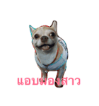 Pingpong dog（個別スタンプ：4）