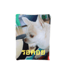 Pingpong dog（個別スタンプ：6）