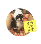 LOVE LOVE 3DOGS（個別スタンプ：1）