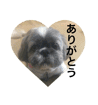 LOVE LOVE 3DOGS（個別スタンプ：6）