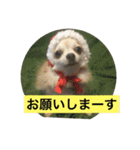 LOVE LOVE 3DOGS（個別スタンプ：12）