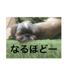 LOVE LOVE 3DOGS（個別スタンプ：14）