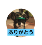 LOVE LOVE 3DOGS（個別スタンプ：17）