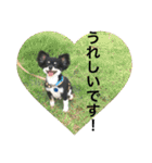 LOVE LOVE 3DOGS（個別スタンプ：24）