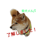 柴犬メルのスタンプ♫（個別スタンプ：4）