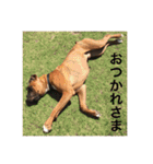 我が家のボクサー犬（個別スタンプ：7）