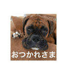 我が家のボクサー犬（個別スタンプ：8）