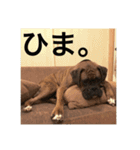 我が家のボクサー犬（個別スタンプ：10）