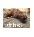 我が家のボクサー犬（個別スタンプ：11）