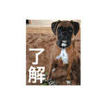 我が家のボクサー犬（個別スタンプ：19）