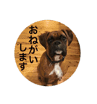 我が家のボクサー犬（個別スタンプ：21）