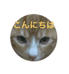 ちょっと丁寧な猫（個別スタンプ：2）