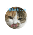 ちょっと丁寧な猫（個別スタンプ：15）