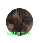 ちょっと丁寧な猫（個別スタンプ：18）