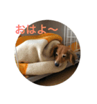 愛犬のすたんぷ（個別スタンプ：1）