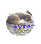 愛犬のすたんぷ（個別スタンプ：2）