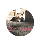 愛犬のすたんぷ（個別スタンプ：3）