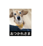 愛犬のすたんぷ（個別スタンプ：4）