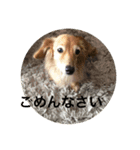 愛犬のすたんぷ（個別スタンプ：5）