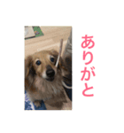 愛犬のすたんぷ（個別スタンプ：6）