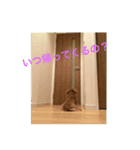 愛犬のすたんぷ（個別スタンプ：8）