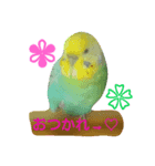 loveセキセイインコ（個別スタンプ：1）