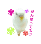 loveセキセイインコ（個別スタンプ：3）