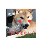 気ままに こん太君（個別スタンプ：1）