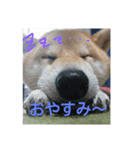 気ままに こん太君（個別スタンプ：2）