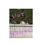 気ままに こん太君（個別スタンプ：4）