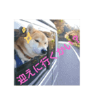 気ままに こん太君（個別スタンプ：5）