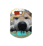 気ままに こん太君（個別スタンプ：8）