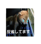 気ままに こん太君（個別スタンプ：12）