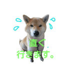気ままに こん太君（個別スタンプ：15）
