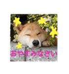 気ままに こん太君（個別スタンプ：16）
