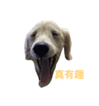 MACO is me（個別スタンプ：2）