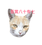 MACO is me（個別スタンプ：7）