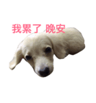 MACO is me（個別スタンプ：8）