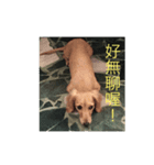 Wang small daily（個別スタンプ：2）