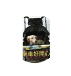 Wang small daily（個別スタンプ：3）