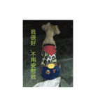 Wang small daily（個別スタンプ：7）