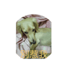 Wang small daily（個別スタンプ：8）