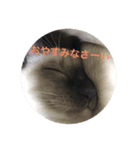 にゃーもんず 2（個別スタンプ：3）