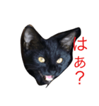 にゃーもんず 2（個別スタンプ：7）