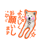 秋田犬のユキ！！！（個別スタンプ：15）