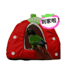 Love pet friend's house（個別スタンプ：22）