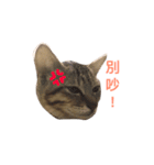 woo long noodle meow ~（個別スタンプ：1）